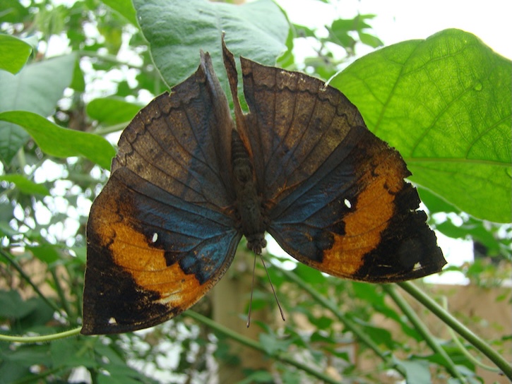 Indian leaf